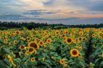 manchester-sunflowers